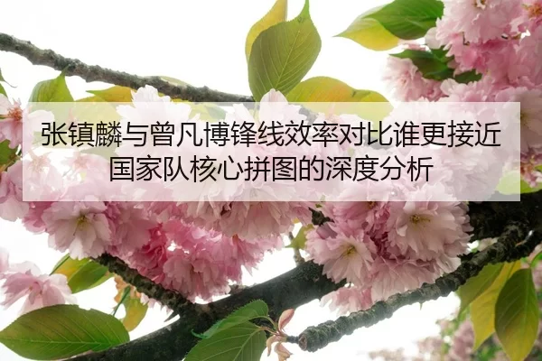 张镇麟与曾凡博锋线效率对比谁更接近国家队核心拼图的深度分析